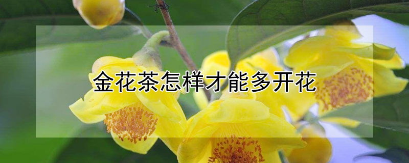 金花茶怎樣才能多開花