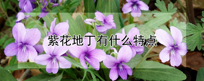 紫花地丁有什么特點