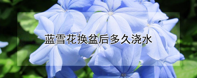 藍(lán)雪花換盆后多久澆水