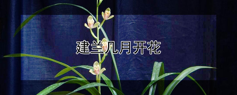 建蘭幾月開花