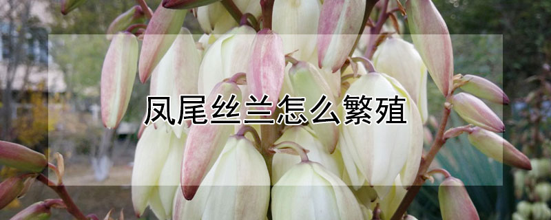 鳳尾絲蘭怎么繁殖