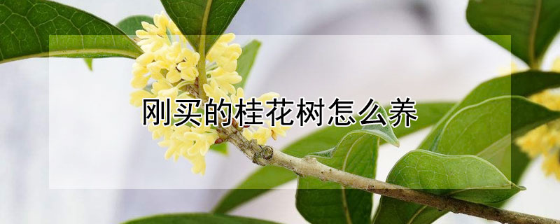 剛買的桂花樹怎么養(yǎng)