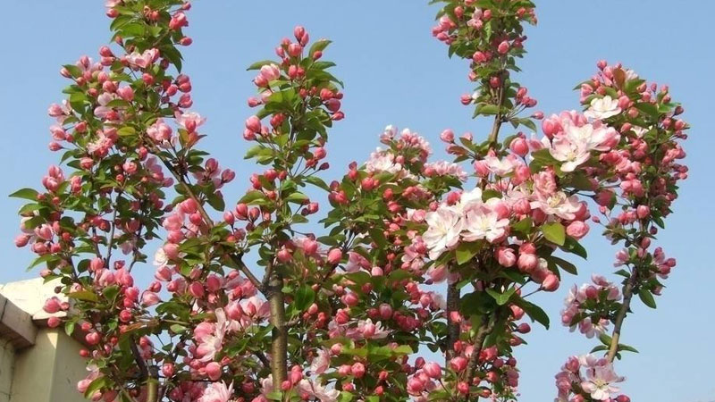 海棠樹怎么種植方法