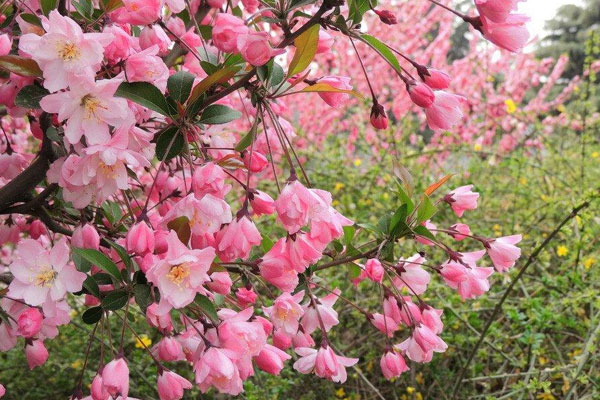 海棠樹怎么種植方法