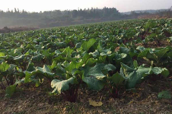 紅菜苔的栽培技術(shù)