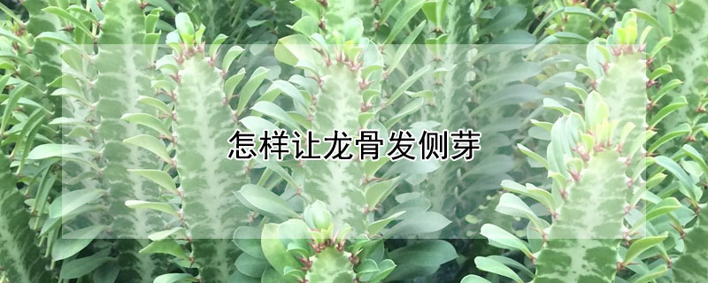 怎樣讓龍骨發(fā)側芽