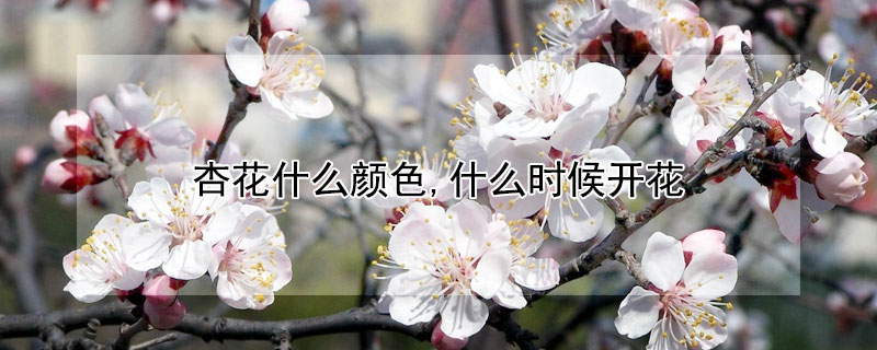 杏花什么顏色,什么時候開花