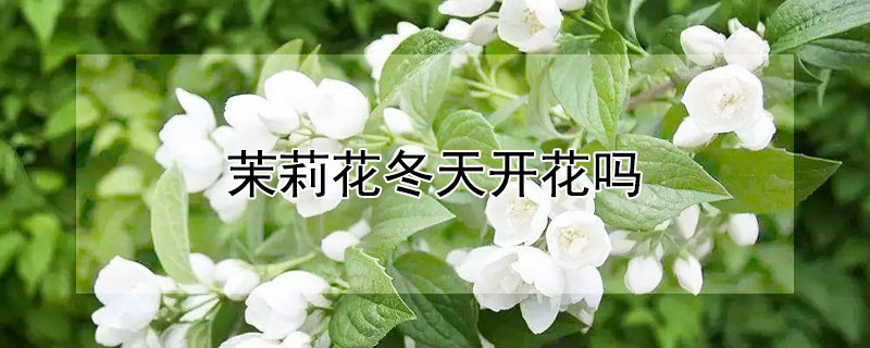 茉莉花冬天開花嗎