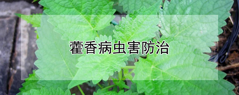 藿香病蟲害防治