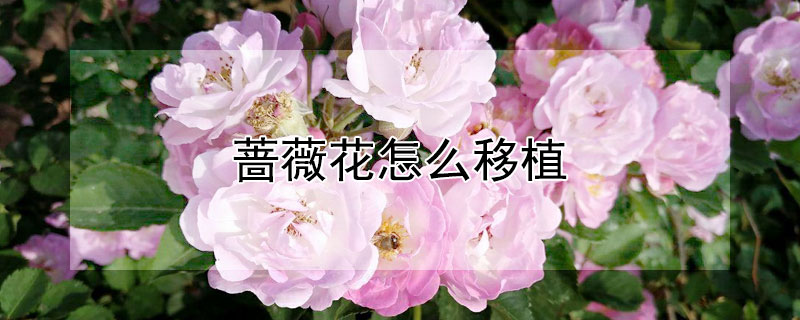 薔薇花怎么移植