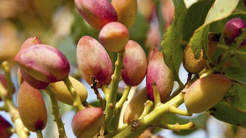 開心果樹種植技術(shù)