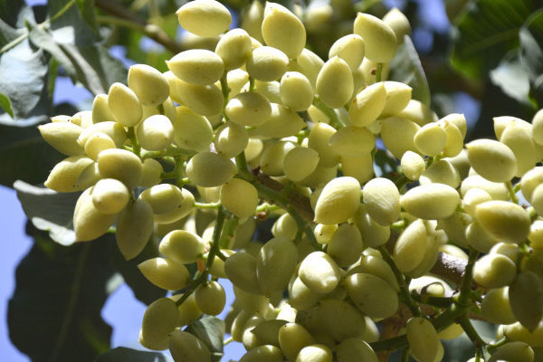 開心果樹種植技術(shù)