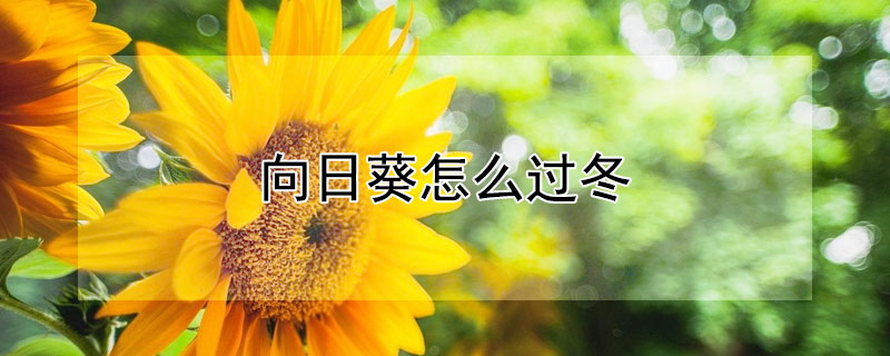 向日葵怎么過冬