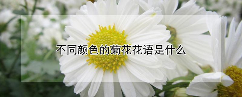 不同顏色的菊花花語(yǔ)是什么