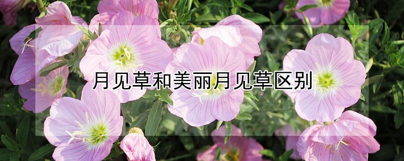 月見草和美麗月見草區(qū)別