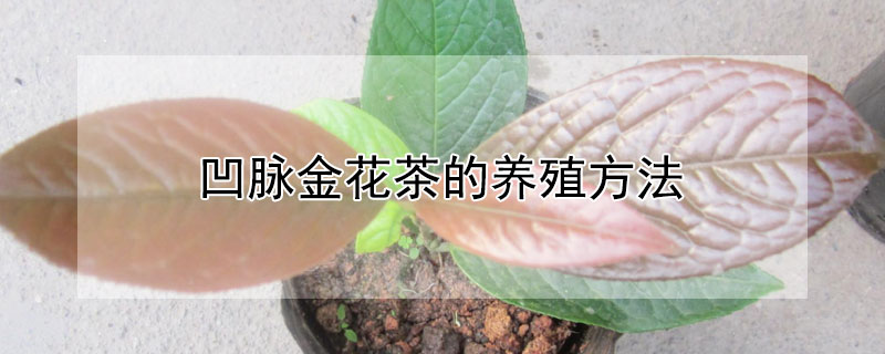 凹脈金花茶的養殖方法