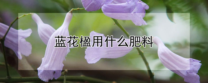 藍花楹用什么肥料