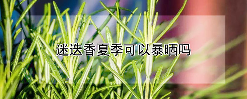 迷迭香夏季可以暴曬嗎