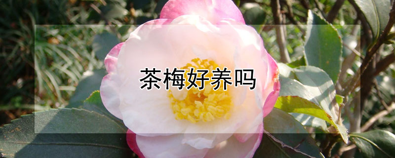 茶梅好養(yǎng)嗎