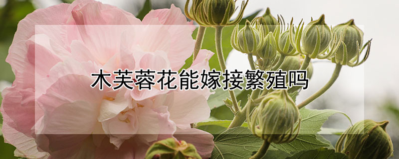 木芙蓉花能嫁接繁殖嗎