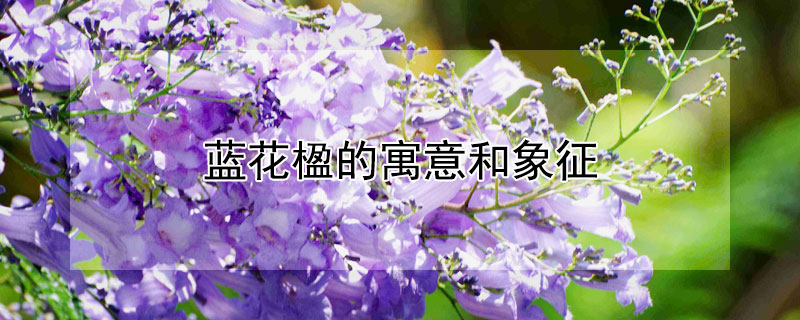 藍(lán)花楹的寓意和象征