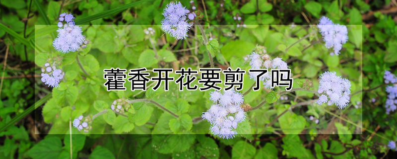 藿香開花要剪了嗎