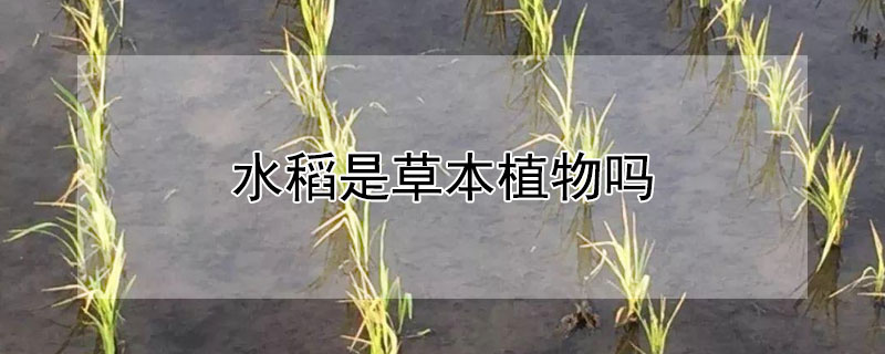 水稻是草本植物嗎