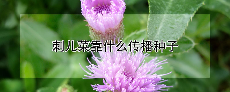 刺兒菜靠什么傳播種子