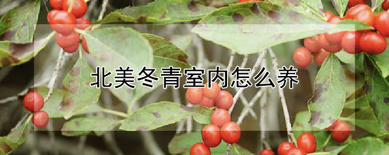 北美冬青室內(nèi)怎么養(yǎng)