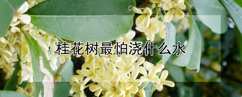 桂花樹最怕澆什么水