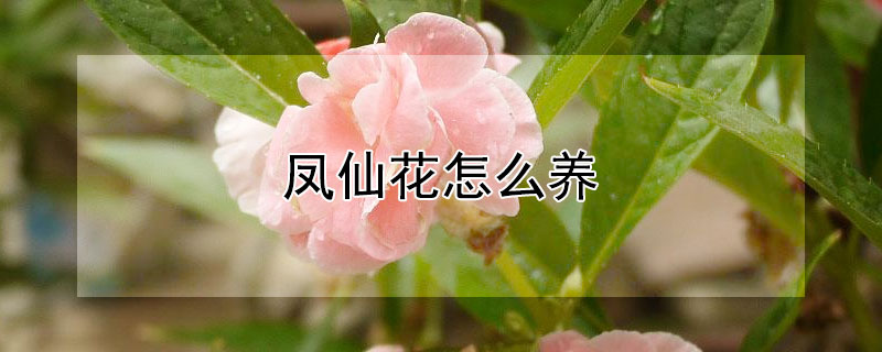 鳳仙花怎么養(yǎng)