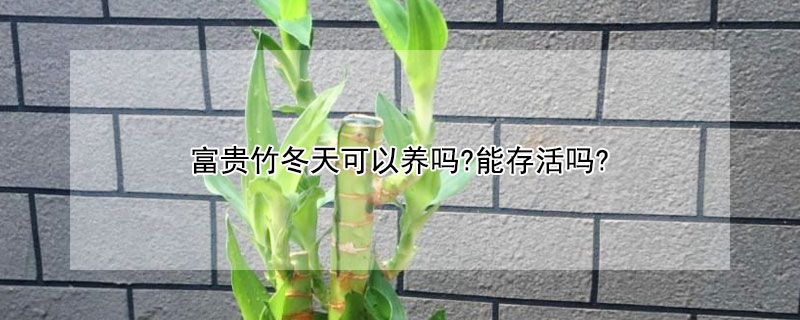 富貴竹冬天可以養嗎?能存活嗎?