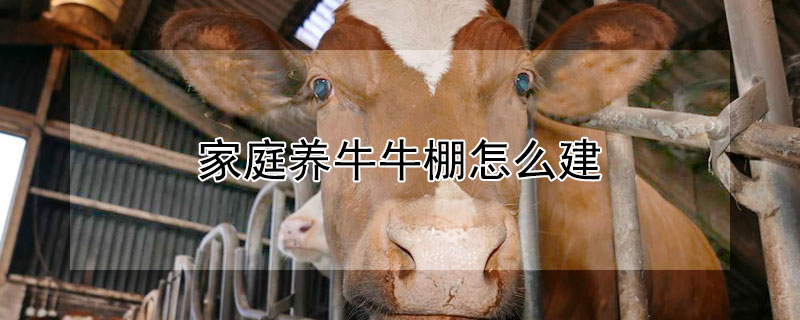 家庭養(yǎng)牛牛棚怎么建