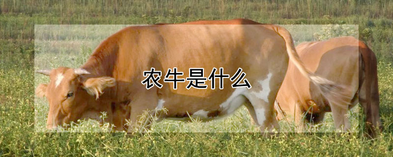 農牛是什么