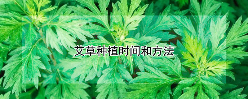 艾草種植時間和方法