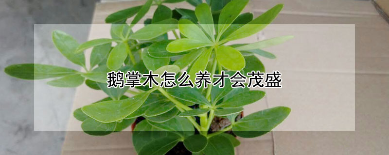 鵝掌木怎么養(yǎng)才會茂盛