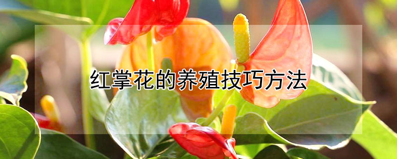 紅掌花的養殖技巧方法