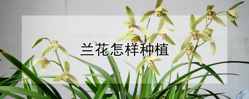 蘭花怎樣種植