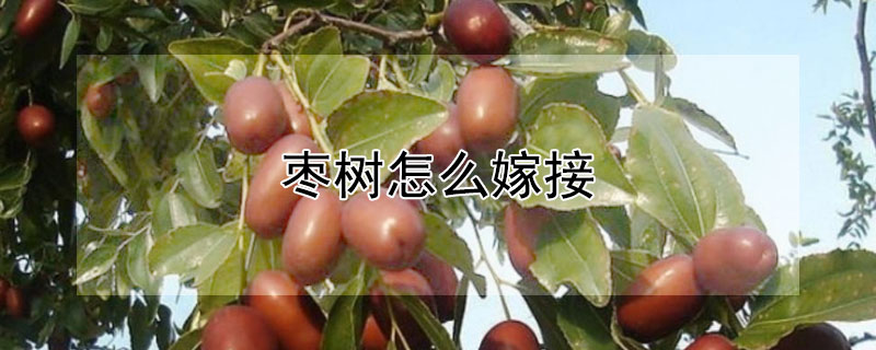 棗樹怎么嫁接