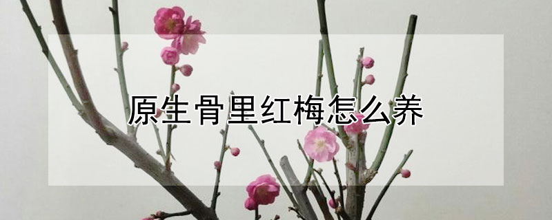 原生骨里紅梅怎么養(yǎng)