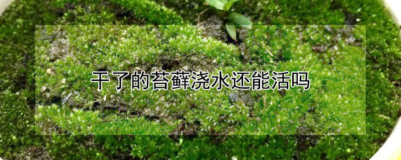 干了的苔蘚澆水還能活嗎