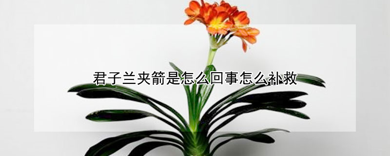 君子蘭夾箭是怎么回事怎么補(bǔ)救