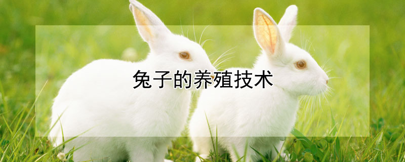 兔子的養(yǎng)殖技術