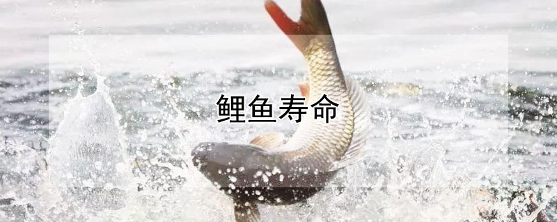 鯉魚(yú)壽命