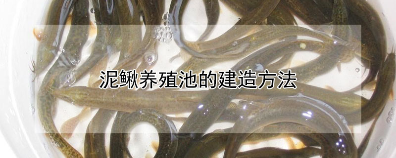 泥鰍養殖池的建造方法