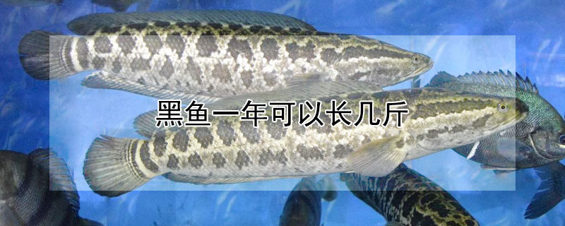 黑魚(yú)一年可以長(zhǎng)幾斤