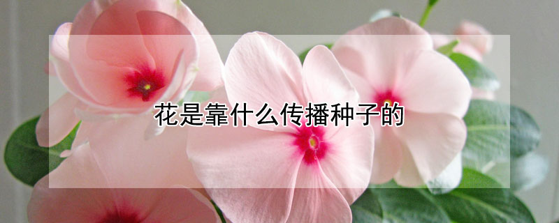 花是靠什么傳播種子的