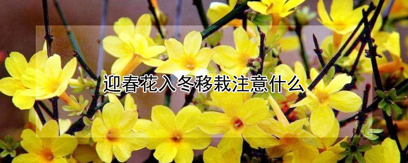 迎春花入冬移栽注意什么