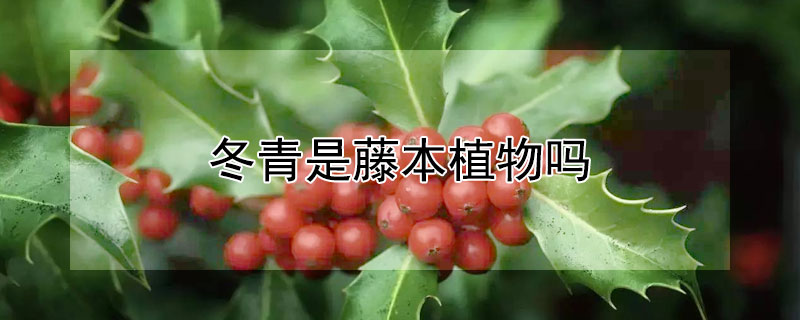 冬青是藤本植物嗎