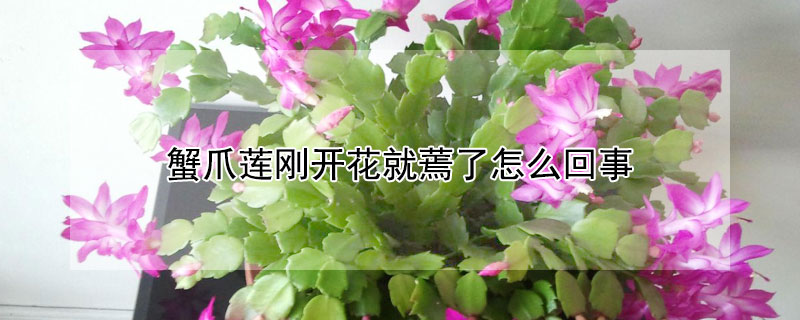 蟹爪蓮剛開花就蔫了怎么回事